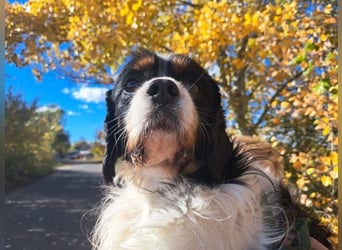 Foltos, tapferer Überlebenskünstler, ca. 8 Jahre, ca. 34 cm, ca. 9 kg