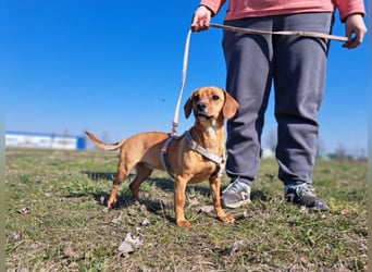 Amie, offene Begleiterin, ca. 2 Jahre, ca. 32 cm, ca. 7 kg