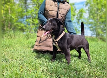 Micky, fröhlicher Dackelmix, ca. 1 Jahr, ca. 31 cm, ca. 10 kg