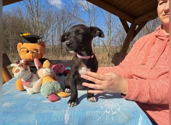 Berta, neugierige Kuschelmaus, ca. 2 Monate, ca. 22 cm, ca. 3 kg