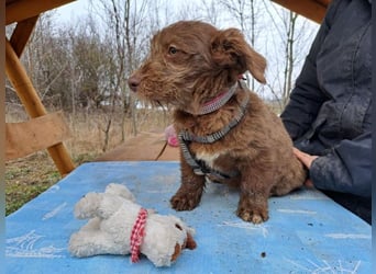 Marilyn, sanfte Welpenmaus, ca. 3 Monate, ca. 25 cm, ca. 6 kg
