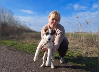 Beethoven, fröhliches Energiebündel, ca. 4 Monate, ca. 30 cm, ca. 5 kg