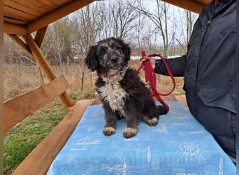 Movita, kleiner Sonnenschein, ca. 3 Monate, ca. 30 cm, ca. 8 kg