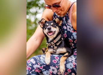 Berci, sympathischer Jungspund, ca. 9 Monate, ca. 40cm, ca. 9kg