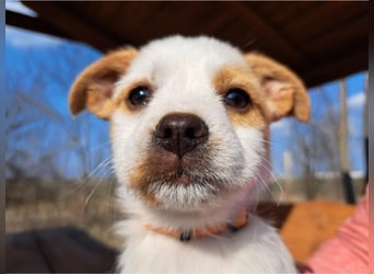 Ida, selbstbewusste Welpendame, ca. 2 Monate, ca. 22 cm, ca. 3 kg