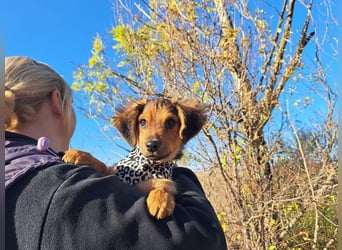 Little Browny, bezaubernder Clown, ca. 4 Monate, ca. 21 cm, ca. 3 kg
