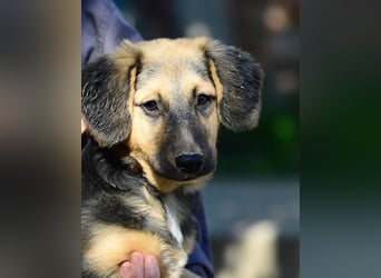 Faye, fröhliche Welpenmaus, ca. 3 Monate, ca. 38 cm, ca. 6kg