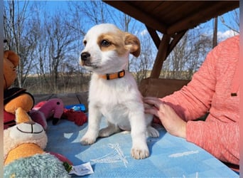 Ida, selbstbewusste Welpendame, ca. 2 Monate, ca. 22 cm, ca. 3 kg