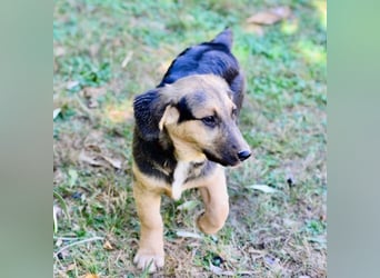 Faye, fröhliche Welpenmaus, ca. 3 Monate, ca. 38 cm, ca. 6kg