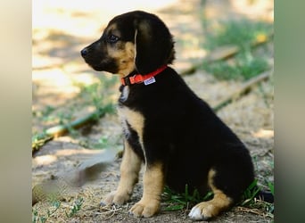 Faye, fröhliche Welpenmaus, ca. 3 Monate, ca. 38 cm, ca. 6kg