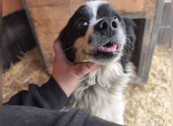 Ede, verschmuster kleiner Rüde, ca. 2 Jahre, ca. 32 cm, ca. 11 kg