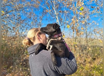 Hedike, sanfte Schönheit, ca. 2 Jahre, ca. 38 cm, ca. 10 kg *in 79585 Steinen*