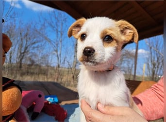 Ida, selbstbewusste Welpendame, ca. 2 Monate, ca. 22 cm, ca. 3 kg