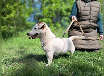 Jack, fröhlicher Wirbelwind, ca. 2 Jahre, ca. 27 cm, ca. 8 kg