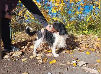 Foltos, tapferer Überlebenskünstler, ca. 8 Jahre, ca. 34 cm, ca. 9 kg