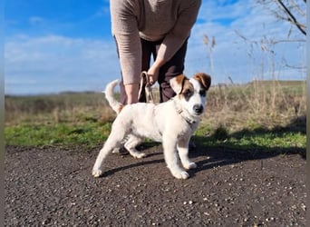 Beethoven, fröhliches Energiebündel, ca. 4 Monate, ca. 30 cm, ca. 5 kg