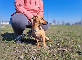 Amie, offene Begleiterin, ca. 2 Jahre, ca. 32 cm, ca. 7 kg