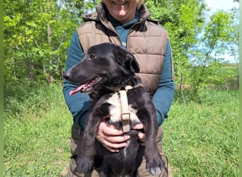 Micky, fröhlicher Dackelmix, ca. 1 Jahr, ca. 31 cm, ca. 10 kg