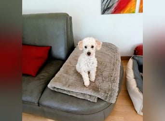 Liza, zarte Pudelhündin, ca. 2 Jahre, ca. 27 cm, ca. 2 kg *in 45468 Mülheim*
