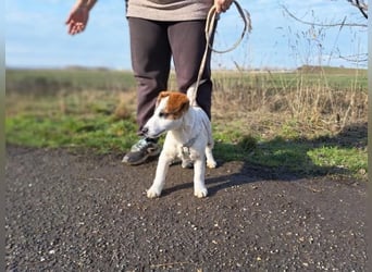 Beethoven, fröhliches Energiebündel, ca. 4 Monate, ca. 30 cm, ca. 5 kg