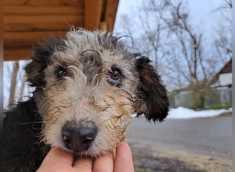 Marlon, zartes Seelchen, ca. 3 Monate, ca. 30 cm, ca. 7 kg