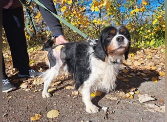 Foltos, tapferer Überlebenskünstler, ca. 8 Jahre, ca. 34 cm, ca. 9 kg