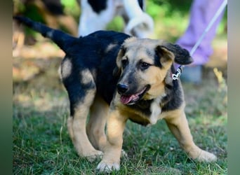 Faye, fröhliche Welpenmaus, ca. 3 Monate, ca. 38 cm, ca. 6kg