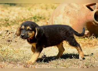 Faye, fröhliche Welpenmaus, ca. 3 Monate, ca. 38 cm, ca. 6kg