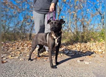 Hedike, sanfte Schönheit, ca. 2 Jahre, ca. 38 cm, ca. 10 kg *in 79585 Steinen*