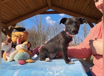 Berta, neugierige Kuschelmaus, ca. 2 Monate, ca. 22 cm, ca. 3 kg