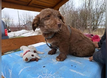 Marilyn, sanfte Welpenmaus, ca. 3 Monate, ca. 25 cm, ca. 6 kg