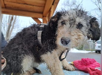 Marlon, zartes Seelchen, ca. 3 Monate, ca. 30 cm, ca. 7 kg