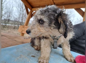 Marlon, zartes Seelchen, ca. 3 Monate, ca. 30 cm, ca. 7 kg