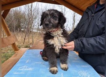 Movita, kleiner Sonnenschein, ca. 3 Monate, ca. 30 cm, ca. 8 kg