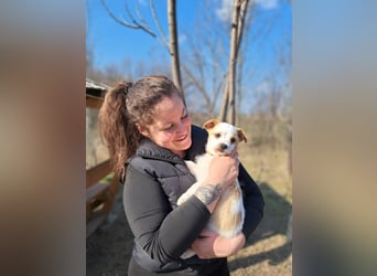 Ida, selbstbewusste Welpendame, ca. 2 Monate, ca. 22 cm, ca. 3 kg