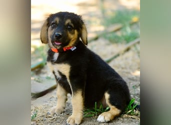 Faye, fröhliche Welpenmaus, ca. 3 Monate, ca. 38 cm, ca. 6kg