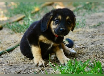 Faye, fröhliche Welpenmaus, ca. 3 Monate, ca. 38 cm, ca. 6kg