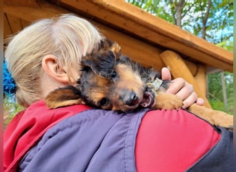 Little Browny, bezaubernder Clown, ca. 4 Monate, ca. 21 cm, ca. 3 kg