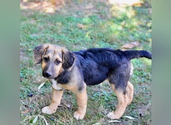 Faye, fröhliche Welpenmaus, ca. 3 Monate, ca. 38 cm, ca. 6kg