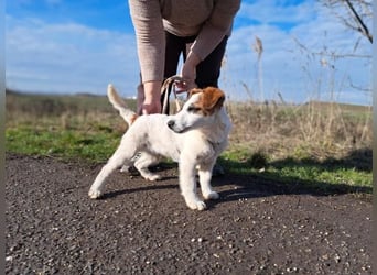 Beethoven, fröhliches Energiebündel, ca. 4 Monate, ca. 30 cm, ca. 5 kg
