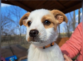 Ida, selbstbewusste Welpendame, ca. 2 Monate, ca. 22 cm, ca. 3 kg
