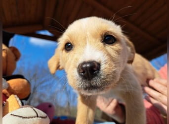 Frieda, sanfte Seele, ca. 2 Monate, ca. 22 cm, ca. 3 kg