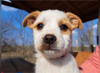 Ida, selbstbewusste Welpendame, ca. 2 Monate, ca. 22 cm, ca. 3 kg