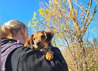 Little Browny, bezaubernder Clown, ca. 4 Monate, ca. 21 cm, ca. 3 kg