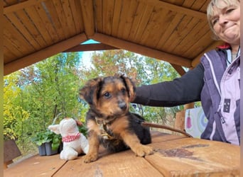 Little Browny, bezaubernder Clown, ca. 4 Monate, ca. 21 cm, ca. 3 kg
