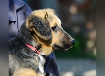 Faye, fröhliche Welpenmaus, ca. 3 Monate, ca. 38 cm, ca. 6kg