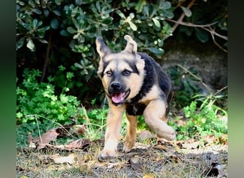 Faye, fröhliche Welpenmaus, ca. 3 Monate, ca. 38 cm, ca. 6kg