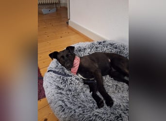 Hedike, sanfte Schönheit, ca. 2 Jahre, ca. 38 cm, ca. 10 kg *in 79585 Steinen*