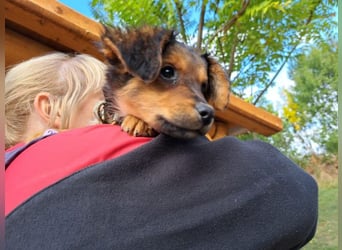 Little Browny, bezaubernder Clown, ca. 4 Monate, ca. 21 cm, ca. 3 kg