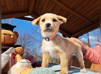 Frieda, sanfte Seele, ca. 2 Monate, ca. 22 cm, ca. 3 kg